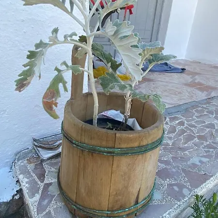 Roza's * Σκόδρα